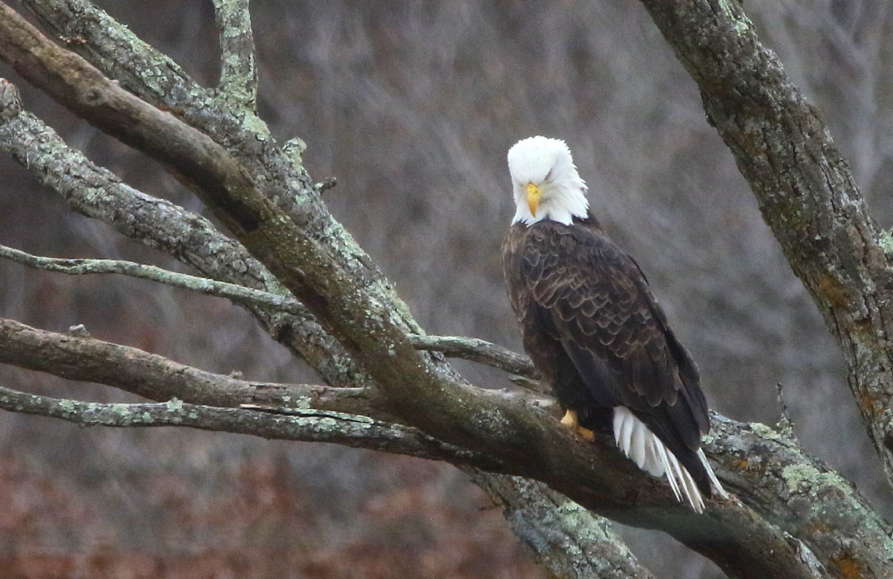 Bald Eagle in Iowa
